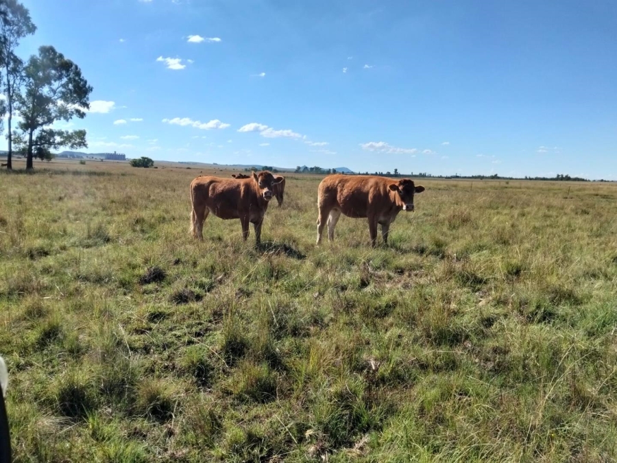 4 Bedroom Property for Sale in Dewetsdorp Free State